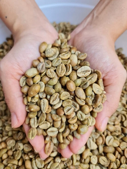 Premium Robusta Green Bean Coffee