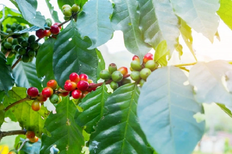 Premium Robusta Green Bean Coffee