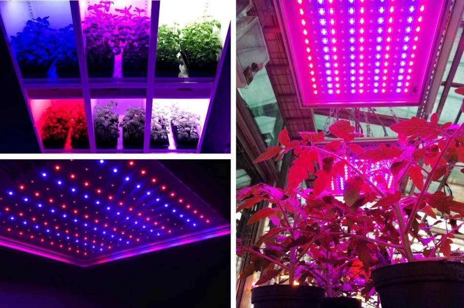 Instruction To Choose The Best Led Grow Lights For Indoor Plants