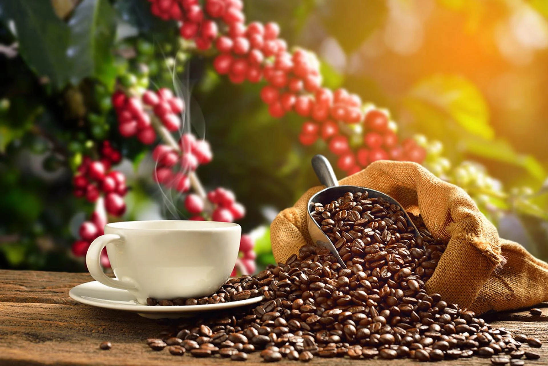 Premium Robusta Green Bean Coffee