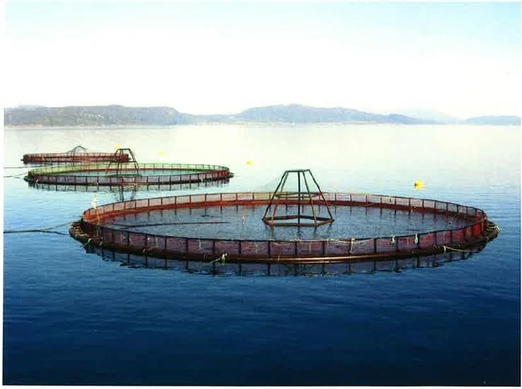 Vietnam Aquaculture Market Size 2021-2026: Industry Trends, Share, Growth, Opportunity and Forecast