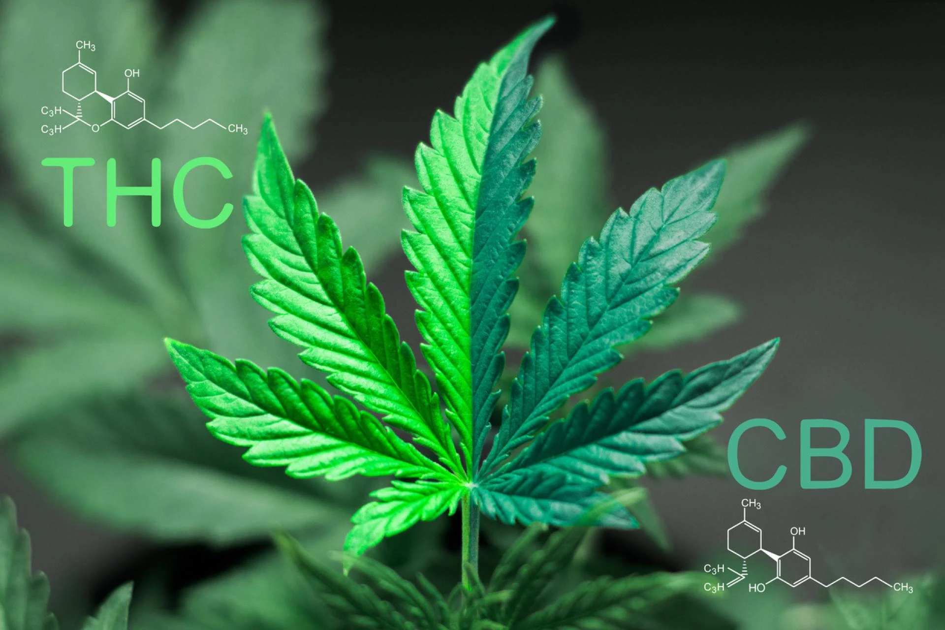 Empowering Patients: The Role of Medical Marijuana in Treatment Plans