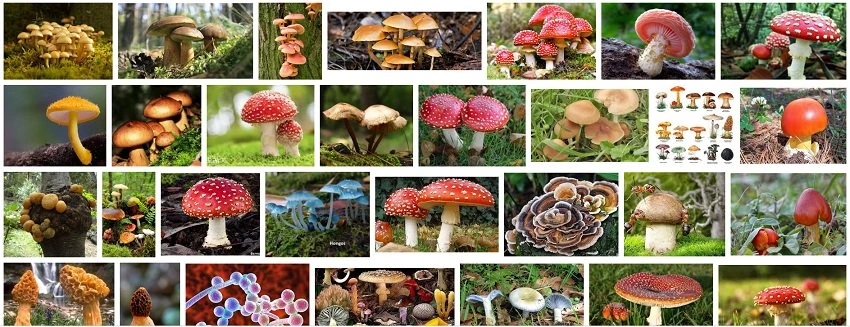 Mushroom Superfoods to Improve Your Health