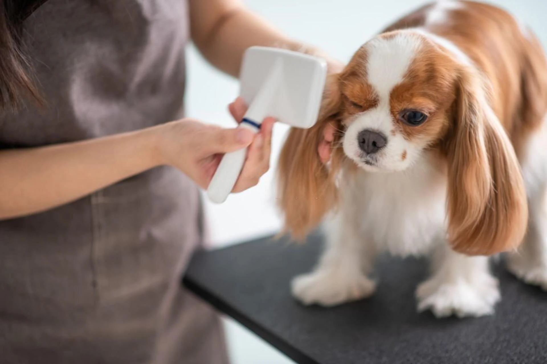 Ultimate Guide to Dog Grooming: Kits, Styles, Tips, and Tricks