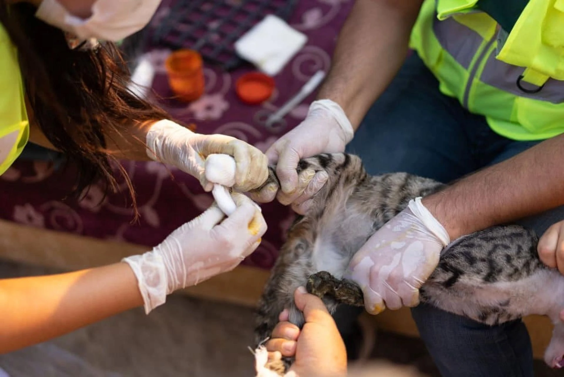 Ensuring Your Pet's Safety: Disaster Preparedness and Recovery Tips