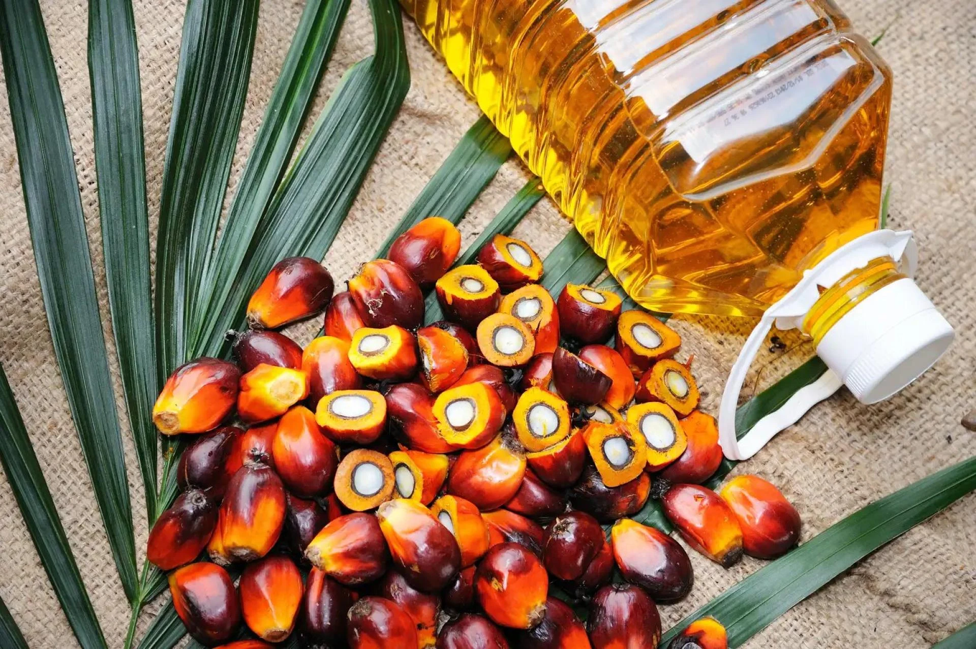 Who makes the best palm oil plant, self cleaning filter and refinery plant?