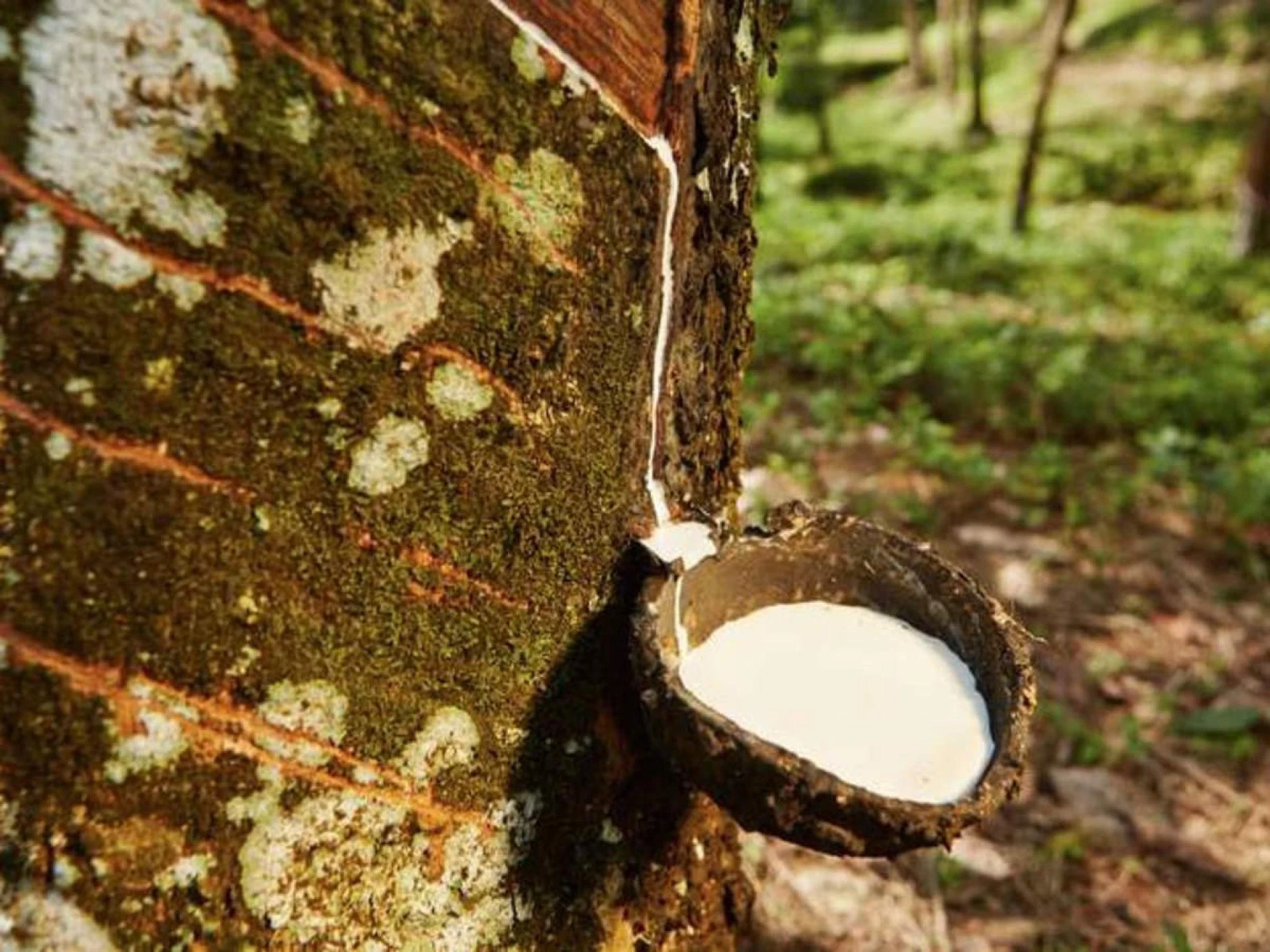 Unleashing the Potential: How Agricultural Rubber Tracks are Transforming Farming
