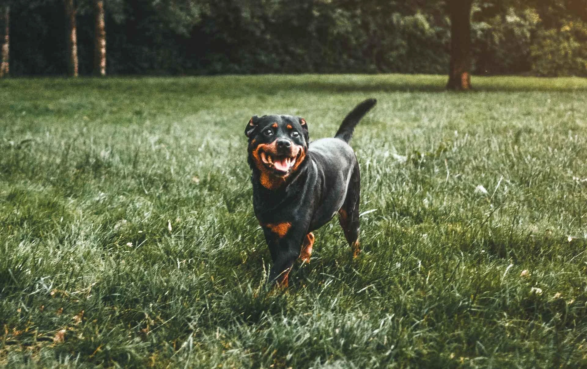 Why a professional breeder is important when it comes to rottweiler puppies