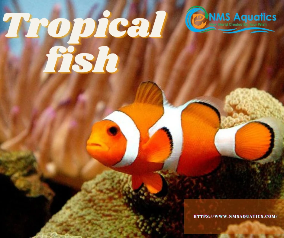 Tropical fish
