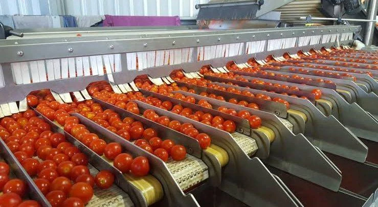 Food Sorting Machines Market Development Status, Competition Analysis, Type &amp; Application by 2022 to 2032