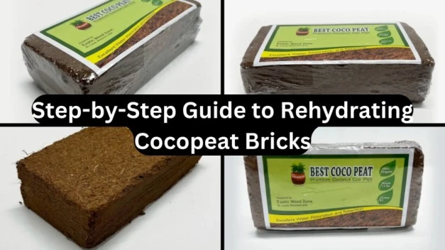 Step-by-Step Guide to Rehydrating Cocopeat Bricks