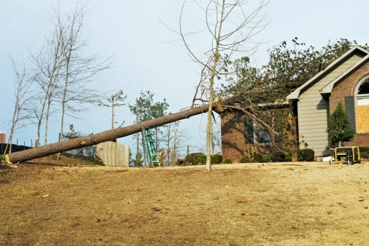 Facts About Wind Damage Restoration Every Homeowner Should Know