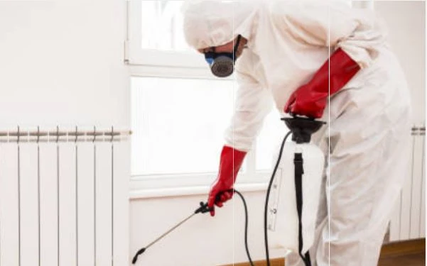 Termite Control Service in Jaipur: Protecting Your Property from Silent Invaders