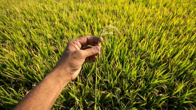 Organic Farming Food Products Grown by Natural Farming