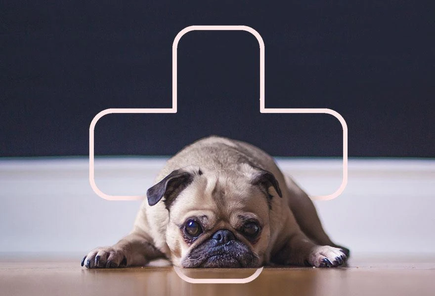 Why Should You Take Your Pets to the Vet Periodically