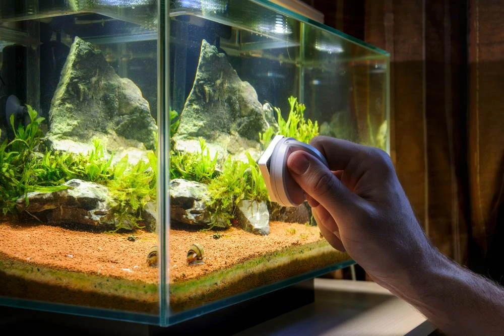 Keep The Aquarium Cleaner And Healthier