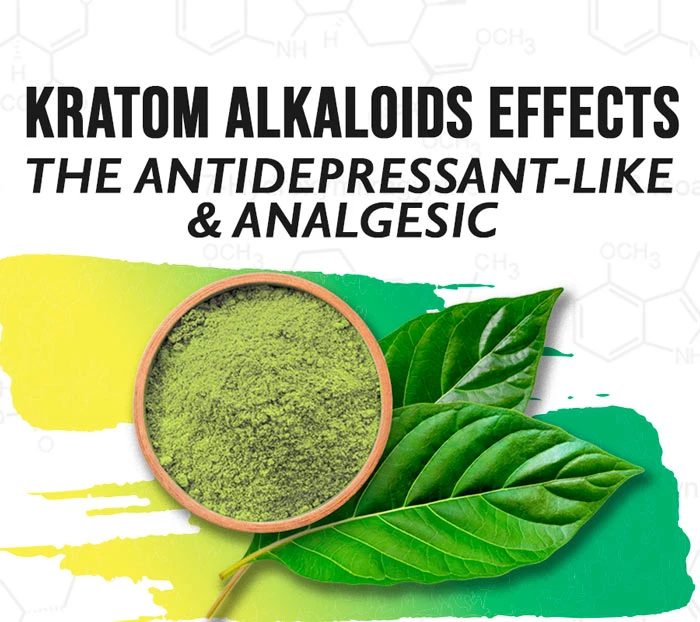 The Antidepressant-Like and Analgesic Effects of Kratom