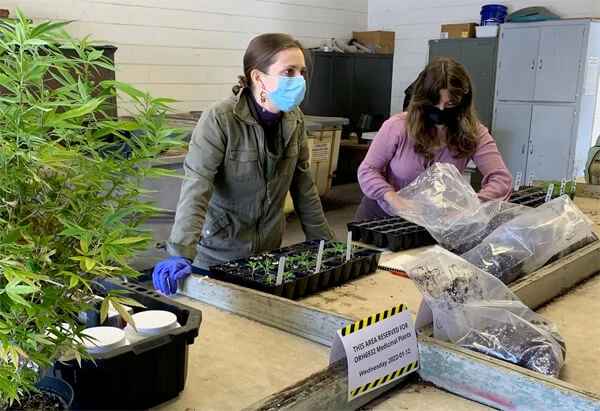 Hemp, kava and kratom crops: studied at medicinal plant course