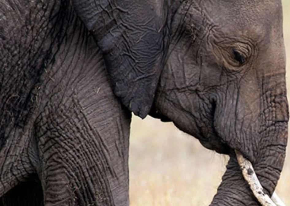 How to Pick a Workshop For Wildlife Photography?