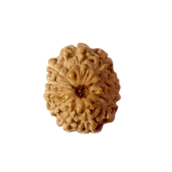 Fundamental Properties of Different Rudraksha