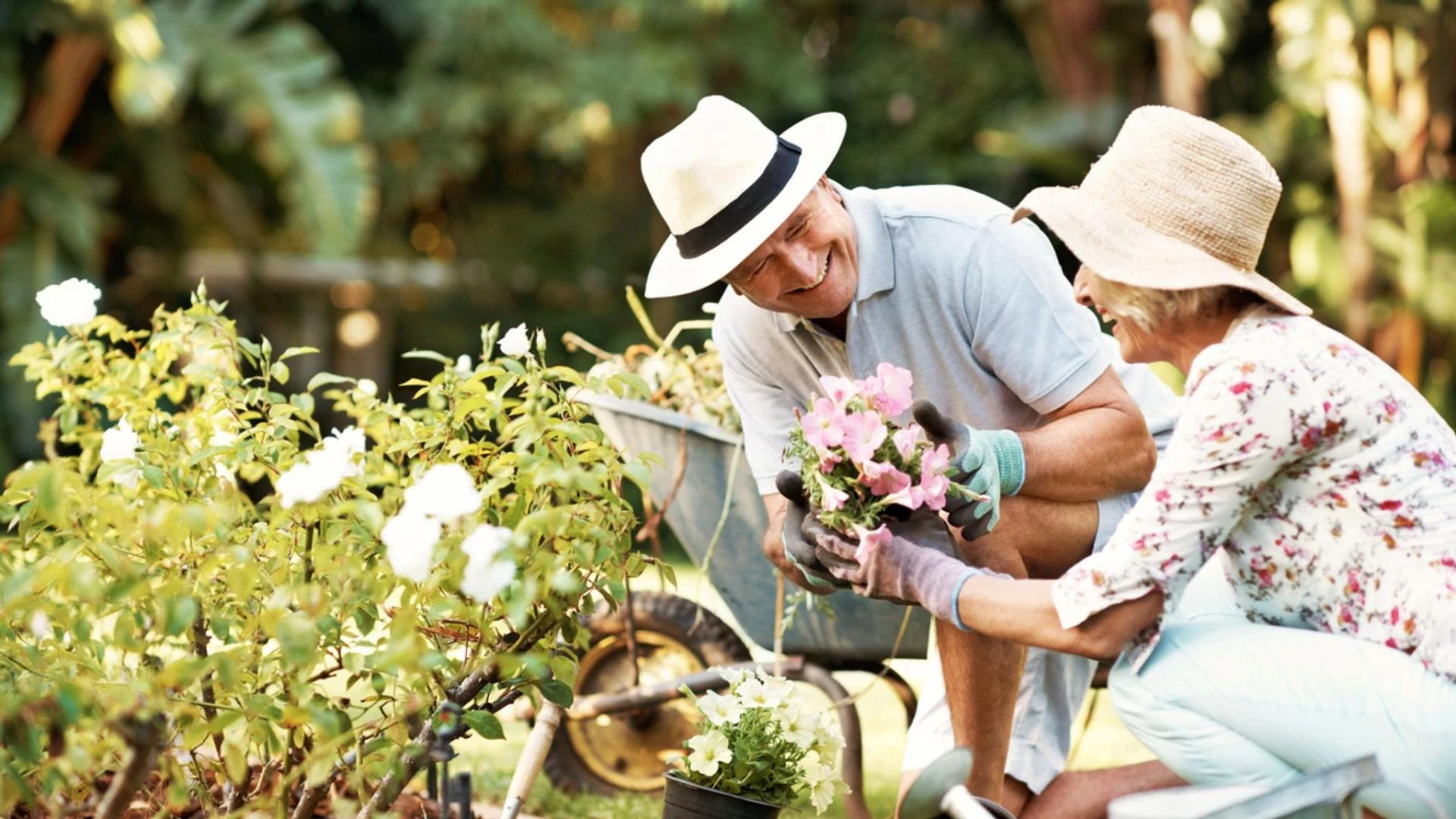 Symptoms of Pokeweed Poisoning: A Comprehensive Guide