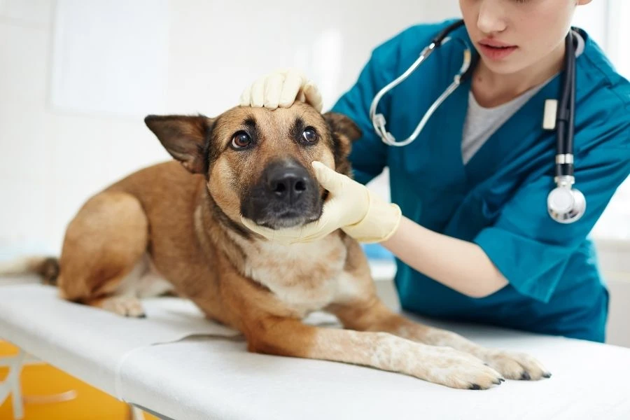 Important Tips for Treating Hot Spots in Dogs
