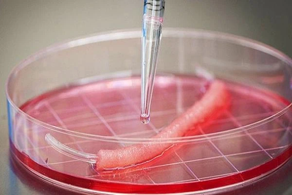 Tissue Engineering Market Price Trends, Size, Share, Analysis and Forecast 2022-2027