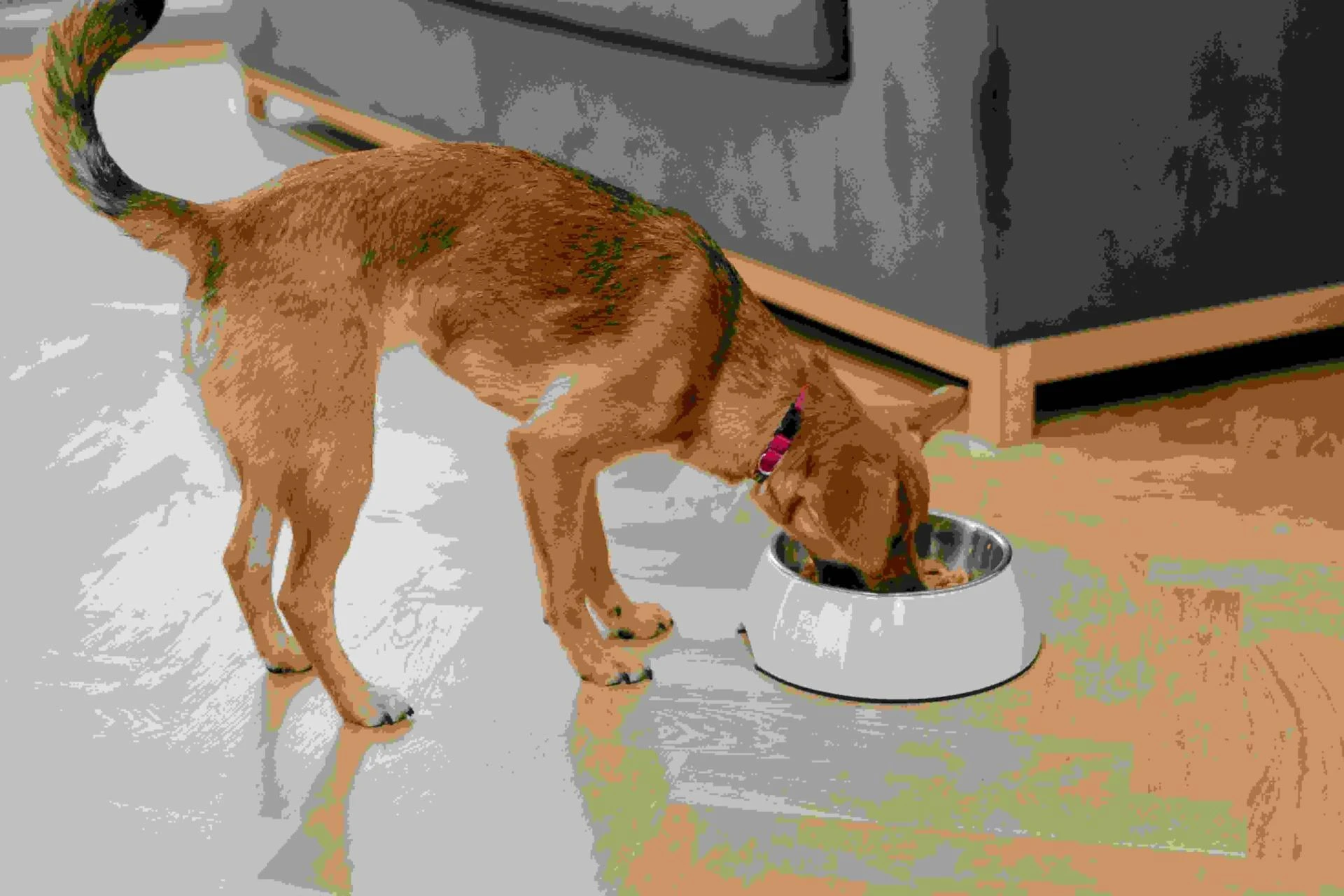 What are the Types of Food or Nutrition needed for your Pets?