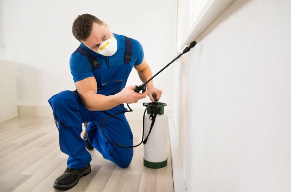 The Hidden Dangers of Pests in Your Home: How a Pest Control Expert Can Help