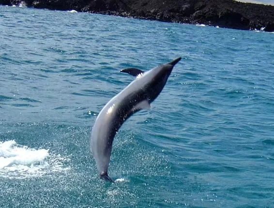 A Guide to Unveiling the Wonders of Dolphin Adventures Tours