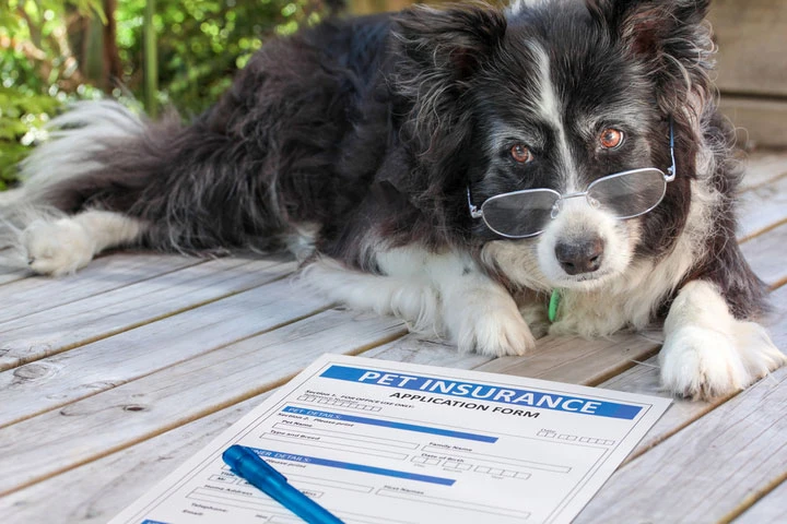 Pet Insurance Market to Experience a Hike in Growth by 2028