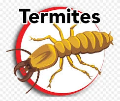 Why old homes are the main dwelling place for termites?