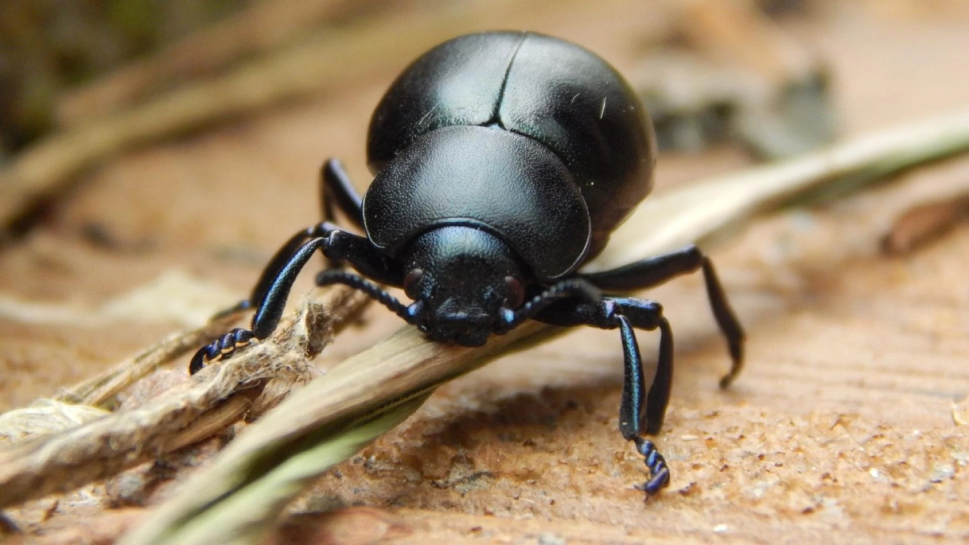 What To Feed Your Pet Beetle and How to House Them?