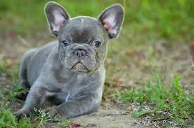 French Bulldogs for Sale: Tips for Finding Your New Best Friend