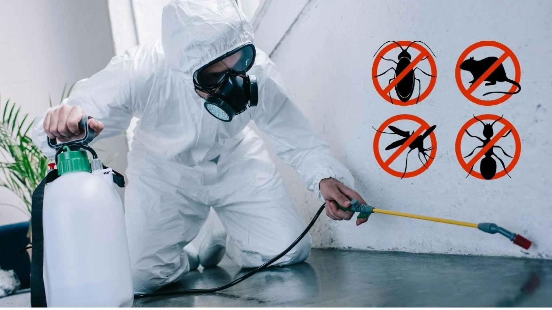 How to Find a Pest Control Services in Delhi