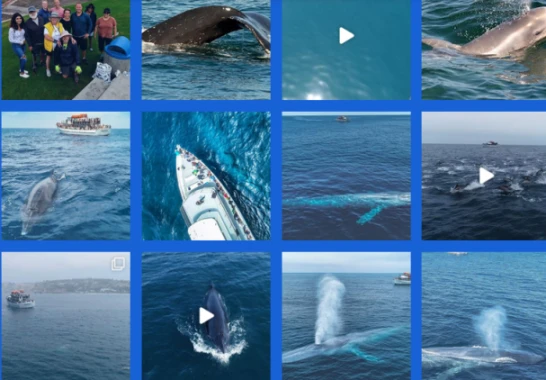 Whale Watching San Diego: A Majestic Adventure on the Pacific!