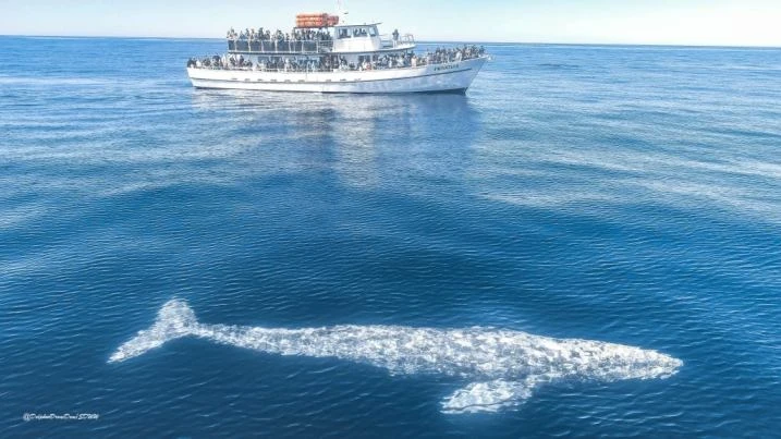 Exploring the Ocean Wonders: San Diego Boat Rides and Dolphin Watching!