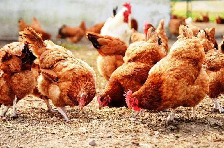 Why is it important to get update about Broiler Rates?