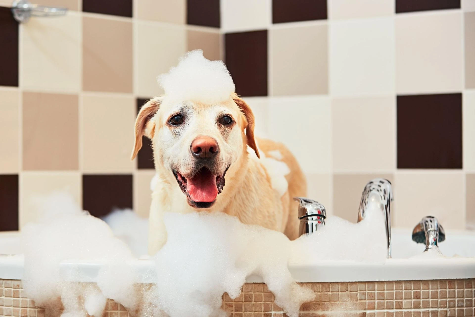 Benefits of bathing your Dog with Shampoo
