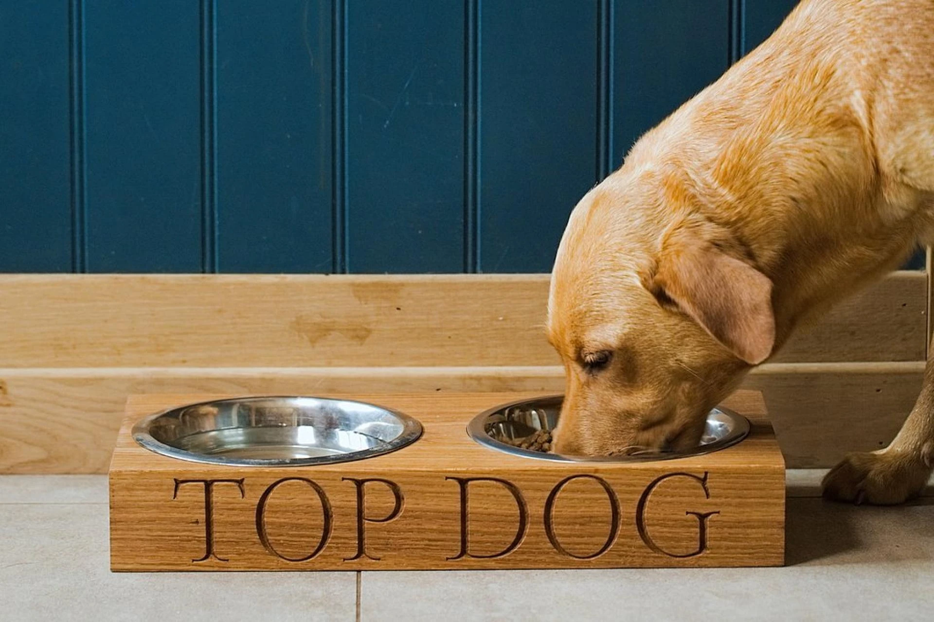 Why is it necessary to buy a Dog Bowl?