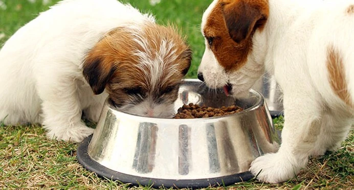 What are the different types of Dog Food?