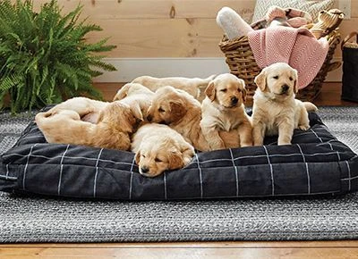 Top advantages of buying a Chew Proof Dog Bed