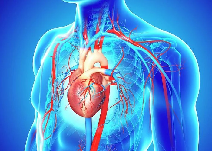 The Benefits of Implementing a Cardiovascular Information System in Healthcare