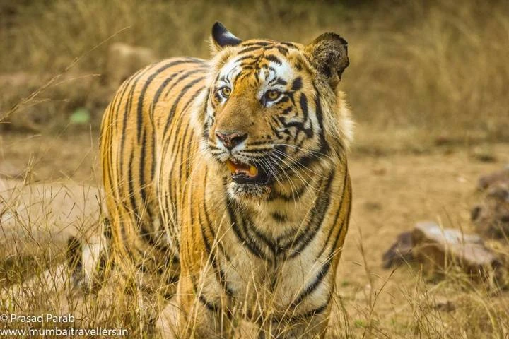 Tadoba National Park – Complete Travel Guide