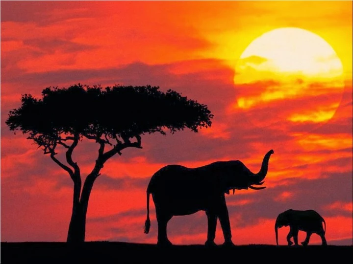 THE BEST WILDLIFE SAFARIS IN INDIA