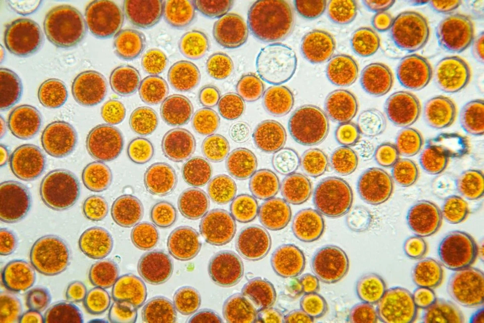 Top Anti Inflammatory Supplements: A Comprehensive Guide