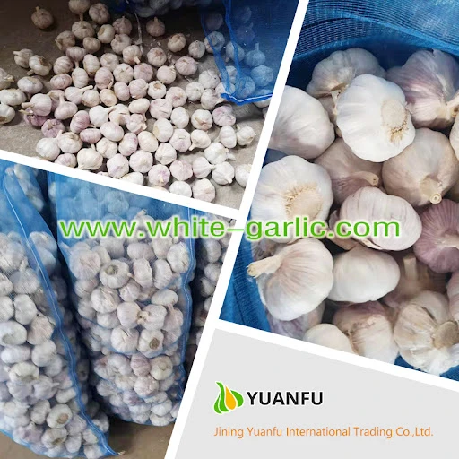 How to find the garlic sellers in your city?