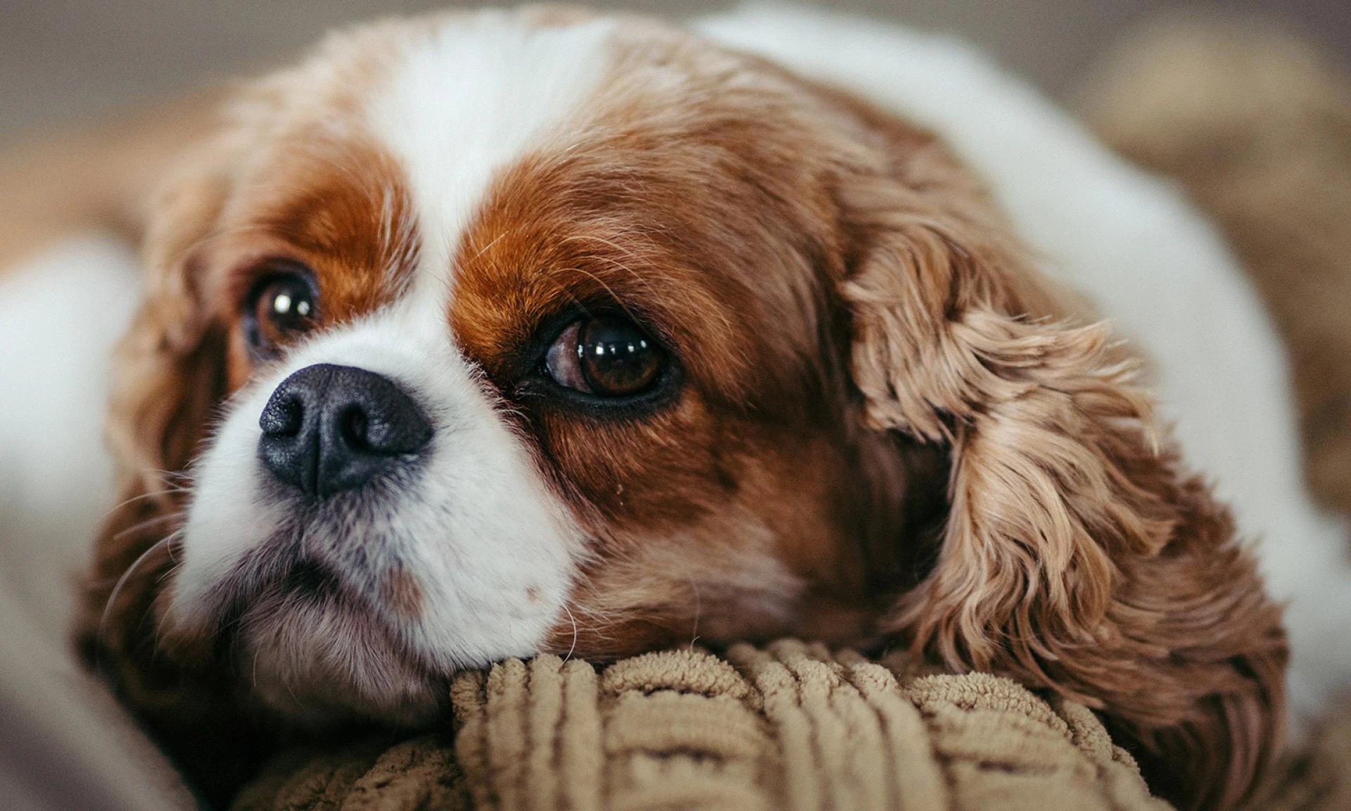 Things To Consider When Having A Chihuahua