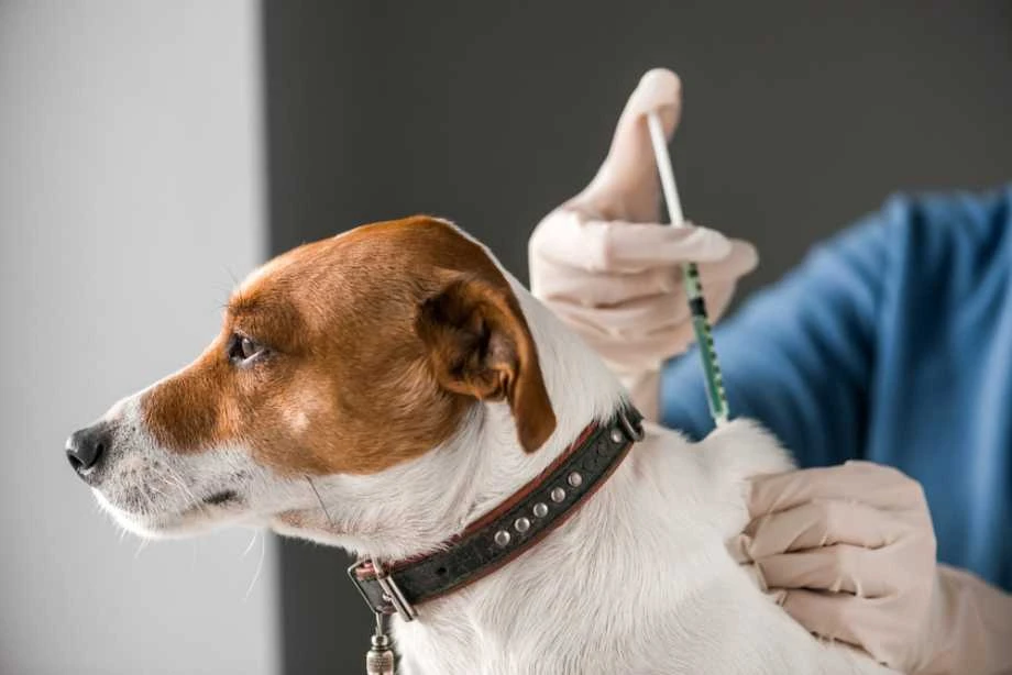 Is It Necessary to Vaccinate Indoor Dogs?