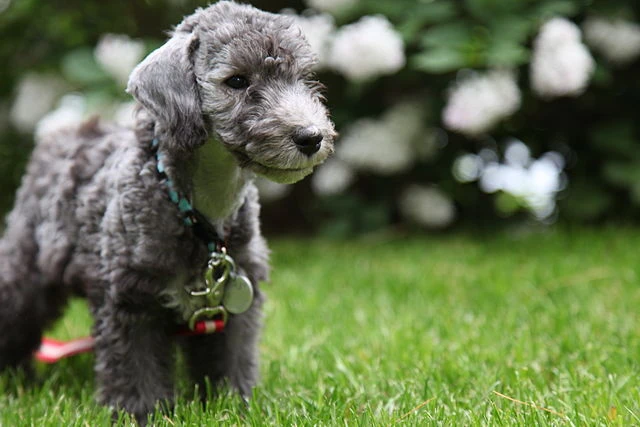 Can Bedlington Terriers Get Along Well With Other Dogs?